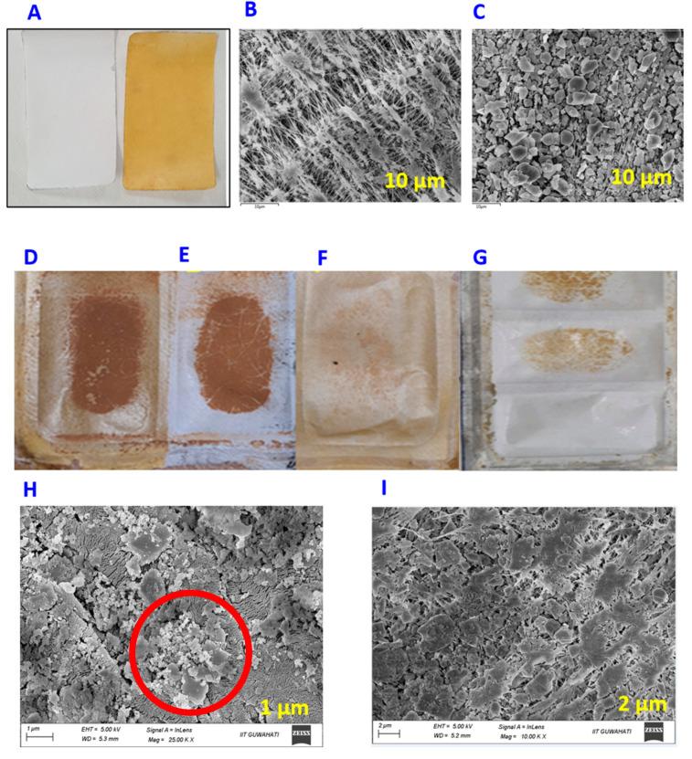 https://cdn.ncbi.nlm.nih.gov/pmc/blobs/071d/10220877/acac254e3877/membranes-13-00483-g003.jpg