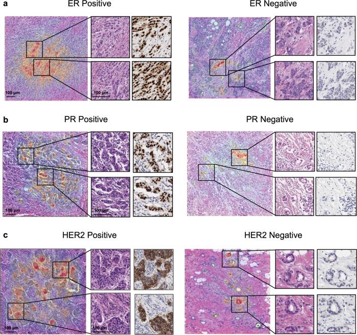 https://cdn.ncbi.nlm.nih.gov/pmc/blobs/071e/9037318/24c769e1b5b4/43856_2021_13_Fig6_HTML.jpg