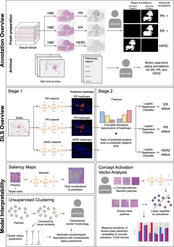 https://cdn.ncbi.nlm.nih.gov/pmc/blobs/071e/9037318/5e9a2e4256f7/43856_2021_13_Fig1_HTML.jpg
