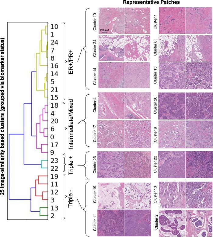 https://cdn.ncbi.nlm.nih.gov/pmc/blobs/071e/9037318/fea5b5e5fc9f/43856_2021_13_Fig5_HTML.jpg