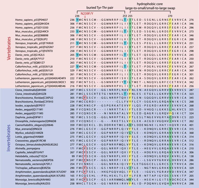 https://cdn.ncbi.nlm.nih.gov/pmc/blobs/071f/8901663/083b15dd1d00/41419_2022_4653_Fig6_HTML.jpg