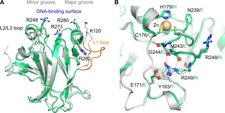https://cdn.ncbi.nlm.nih.gov/pmc/blobs/071f/8901663/2bd62b0db258/41419_2022_4653_Fig3_HTML.jpg