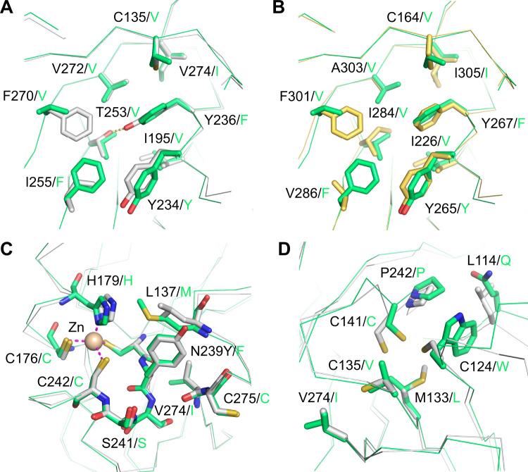 https://cdn.ncbi.nlm.nih.gov/pmc/blobs/071f/8901663/435cec5843d5/41419_2022_4653_Fig5_HTML.jpg