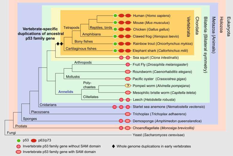 https://cdn.ncbi.nlm.nih.gov/pmc/blobs/071f/8901663/7323c6050fc0/41419_2022_4653_Fig1_HTML.jpg
