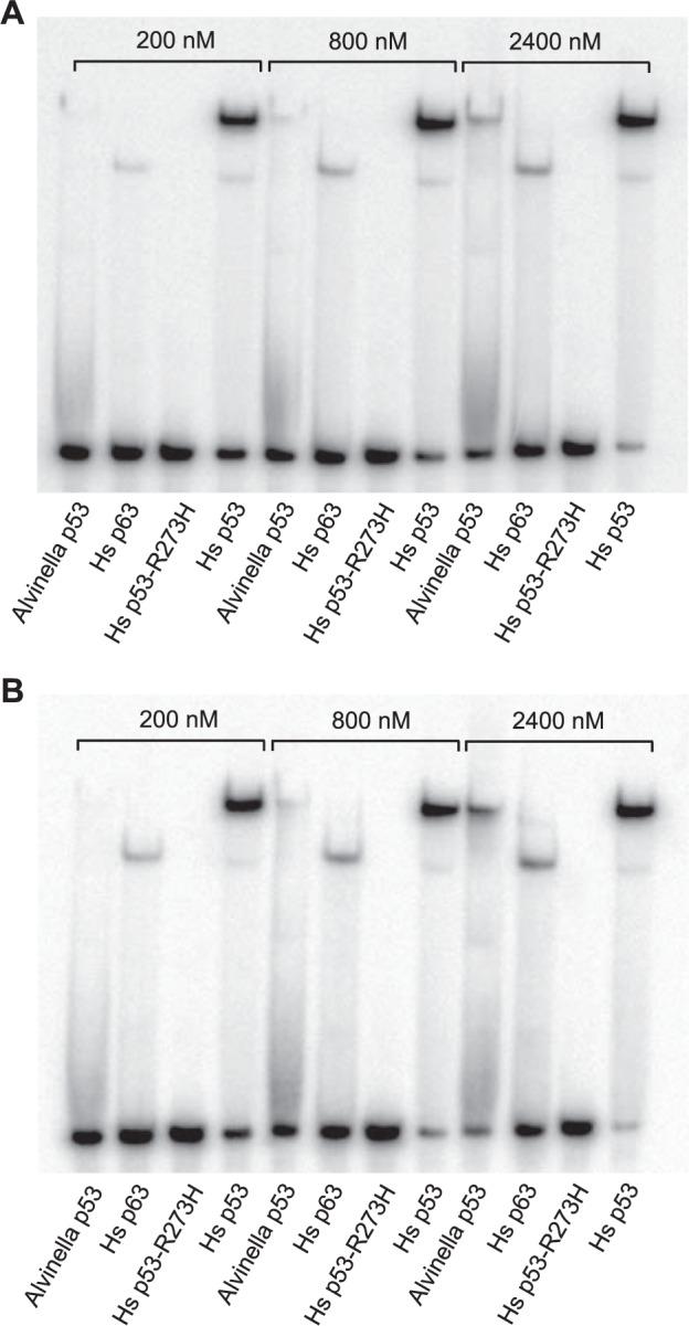 https://cdn.ncbi.nlm.nih.gov/pmc/blobs/071f/8901663/bfafabfc57e0/41419_2022_4653_Fig7_HTML.jpg