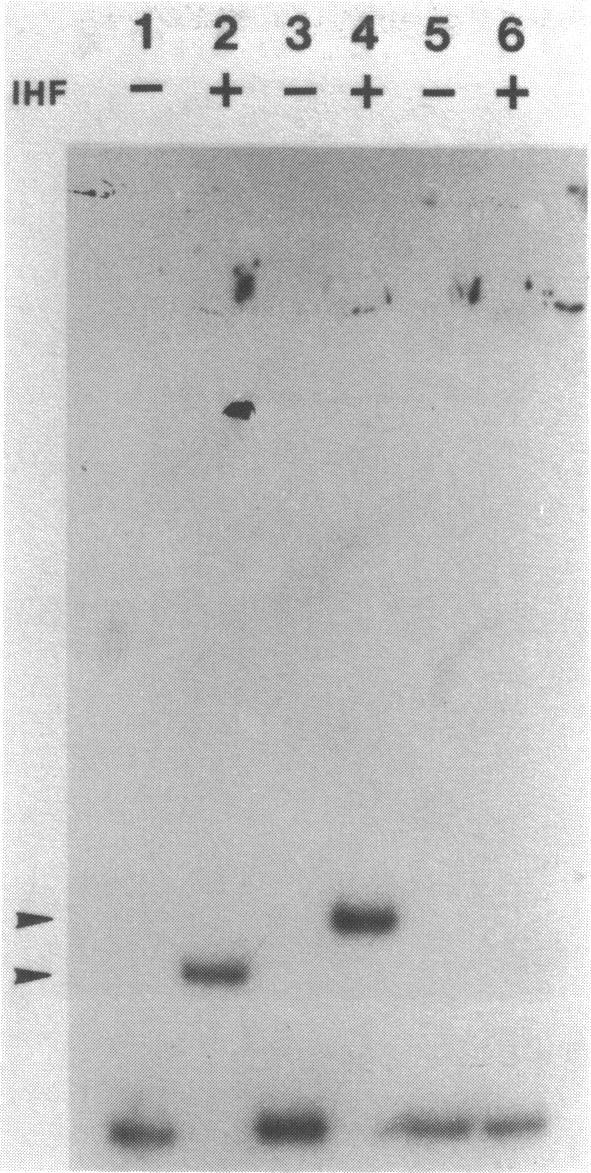 https://cdn.ncbi.nlm.nih.gov/pmc/blobs/0722/336841/267144cf0131/nar00156-0280-a.jpg
