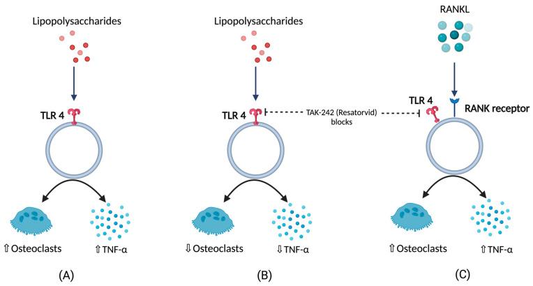 https://cdn.ncbi.nlm.nih.gov/pmc/blobs/0725/10377700/4ce705bab1e9/biomolecules-13-01032-g001.jpg