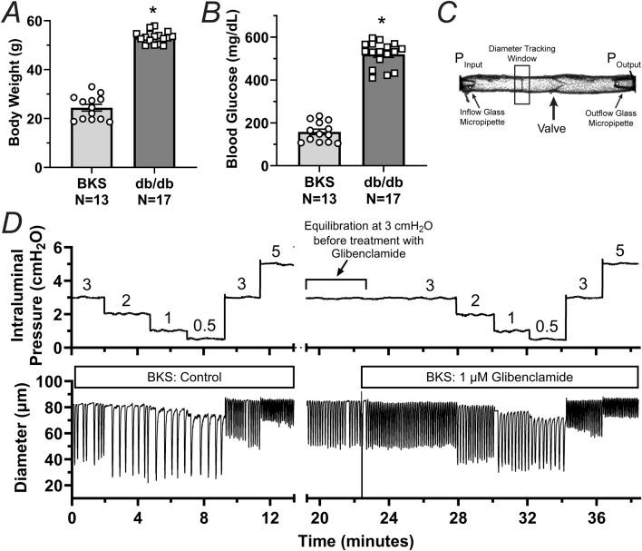 https://cdn.ncbi.nlm.nih.gov/pmc/blobs/0726/12075124/52ebfc10d602/fphys-16-1558763-g001.jpg