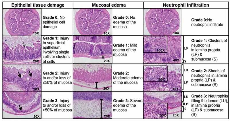 https://cdn.ncbi.nlm.nih.gov/pmc/blobs/0726/7524353/18b79db7be81/KGMI_A_1814119_F0004_OC.jpg