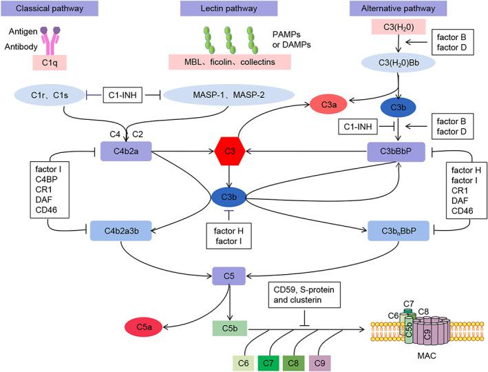 https://cdn.ncbi.nlm.nih.gov/pmc/blobs/0727/10148053/4584c5977045/JCMM-27-1168-g002.jpg