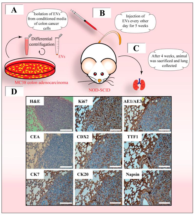 https://cdn.ncbi.nlm.nih.gov/pmc/blobs/072a/10297028/373b3c5e209f/cells-12-01566-g003.jpg