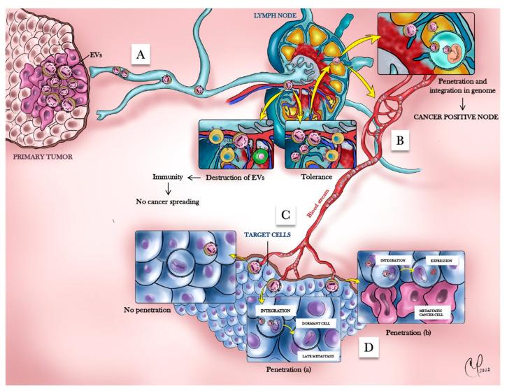 https://cdn.ncbi.nlm.nih.gov/pmc/blobs/072a/10297028/6de1d07ec6d0/cells-12-01566-g004.jpg