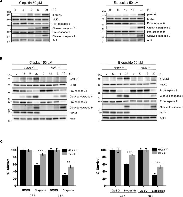 https://cdn.ncbi.nlm.nih.gov/pmc/blobs/072f/6606929/64d74c4f73c5/gr1.jpg