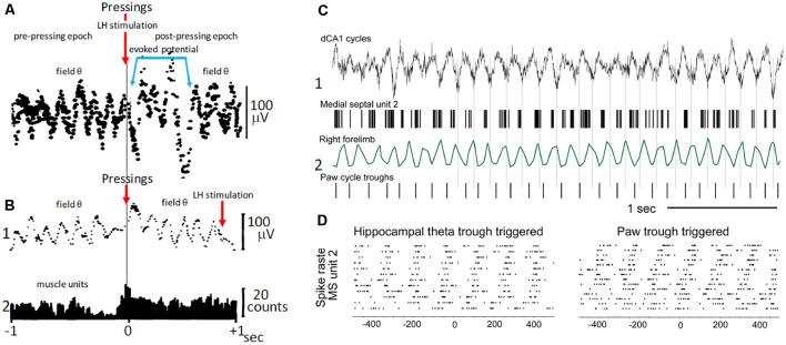 https://cdn.ncbi.nlm.nih.gov/pmc/blobs/0730/7970048/38baae99d808/fncel-15-649262-g0003.jpg