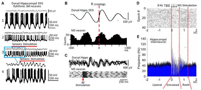 https://cdn.ncbi.nlm.nih.gov/pmc/blobs/0730/7970048/56d670bc5fe6/fncel-15-649262-g0001.jpg