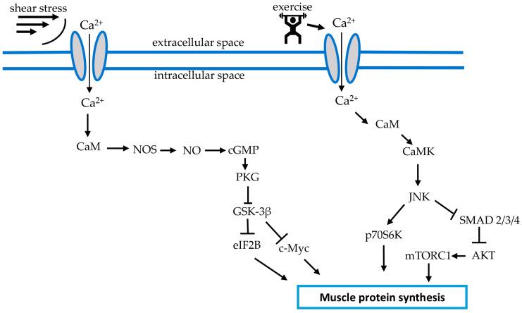 https://cdn.ncbi.nlm.nih.gov/pmc/blobs/0731/9962945/9c31f2ddc36b/life-13-00341-g002.jpg