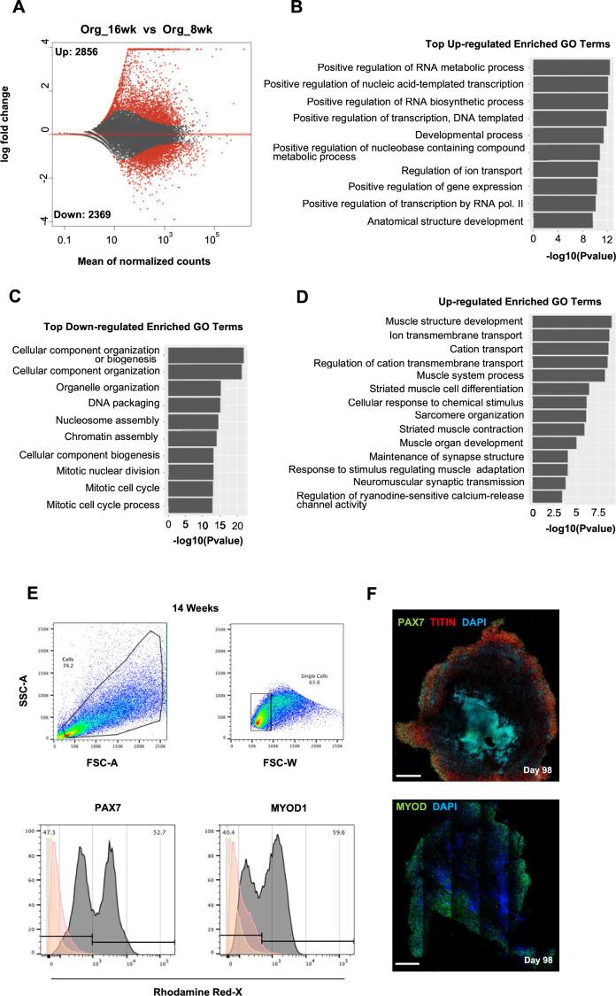 https://cdn.ncbi.nlm.nih.gov/pmc/blobs/073c/10645425/1b4ed248d31d/elife-87081-fig3-figsupp2.jpg