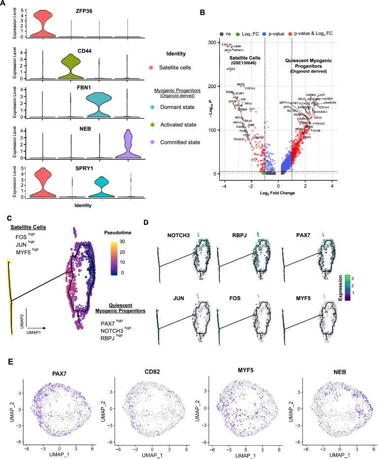 https://cdn.ncbi.nlm.nih.gov/pmc/blobs/073c/10645425/3ea0135a05f6/elife-87081-fig4-figsupp4.jpg
