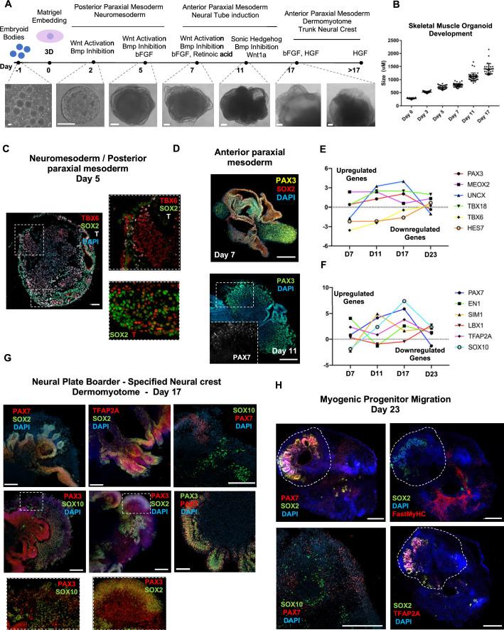 https://cdn.ncbi.nlm.nih.gov/pmc/blobs/073c/10645425/b387d9b85622/elife-87081-fig1.jpg