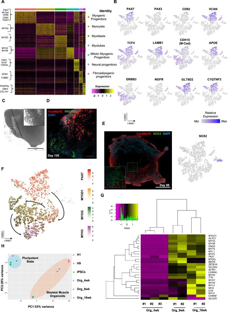 https://cdn.ncbi.nlm.nih.gov/pmc/blobs/073c/10645425/c1aa61ef61bf/elife-87081-fig3-figsupp1.jpg