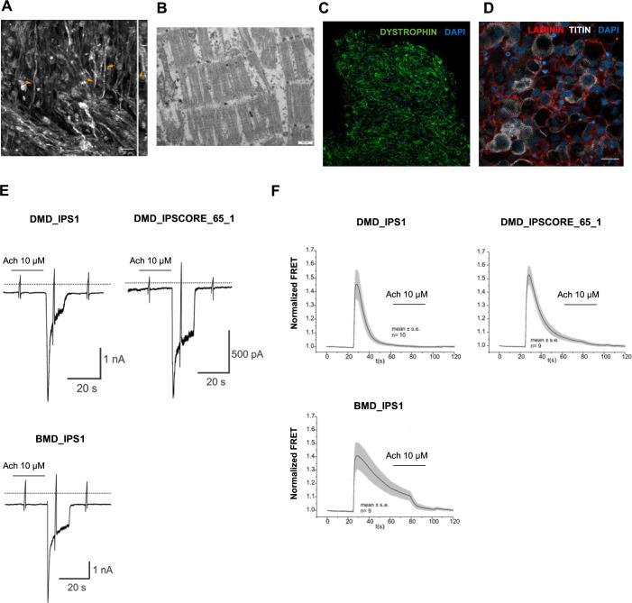 https://cdn.ncbi.nlm.nih.gov/pmc/blobs/073c/10645425/cd42ee7a2bf6/elife-87081-fig3-figsupp3.jpg