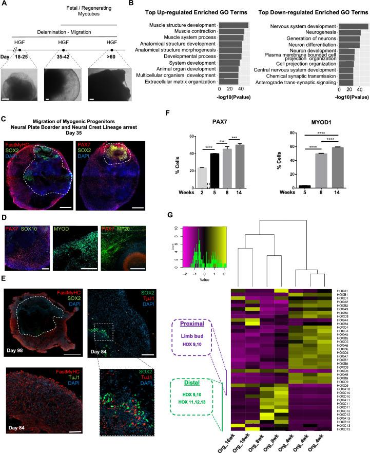 https://cdn.ncbi.nlm.nih.gov/pmc/blobs/073c/10645425/e84789385e4b/elife-87081-fig2.jpg