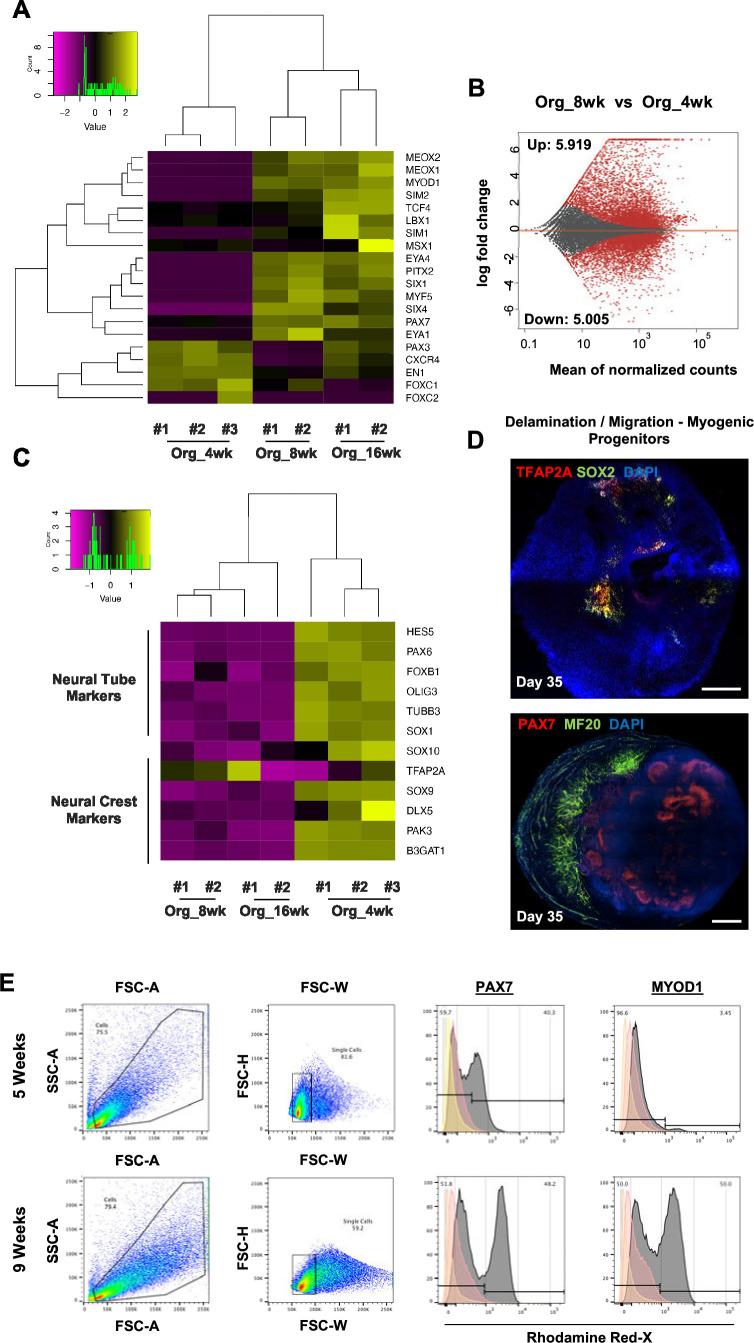 https://cdn.ncbi.nlm.nih.gov/pmc/blobs/073c/10645425/e8b6c21bdee9/elife-87081-fig2-figsupp1.jpg