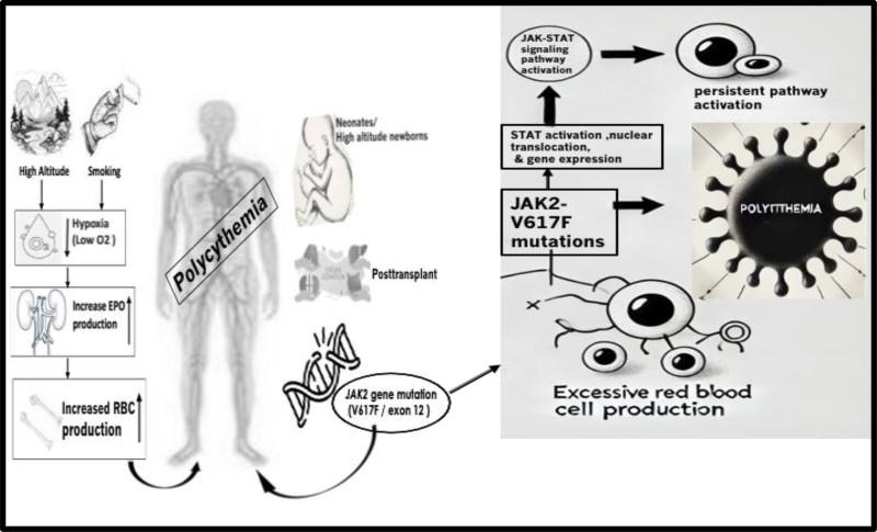 https://cdn.ncbi.nlm.nih.gov/pmc/blobs/073d/12212794/db259332bee3/medi-104-e42959-g001.jpg