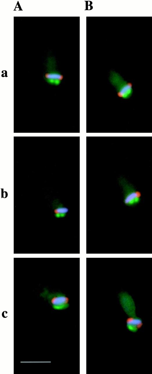 https://cdn.ncbi.nlm.nih.gov/pmc/blobs/0740/2192376/0b9f71309558/JCB0101087.f2.jpg