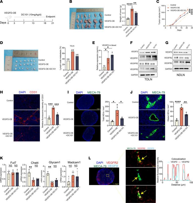 https://cdn.ncbi.nlm.nih.gov/pmc/blobs/0745/12288975/0910e747843d/jciinsight-10-191041-g268.jpg