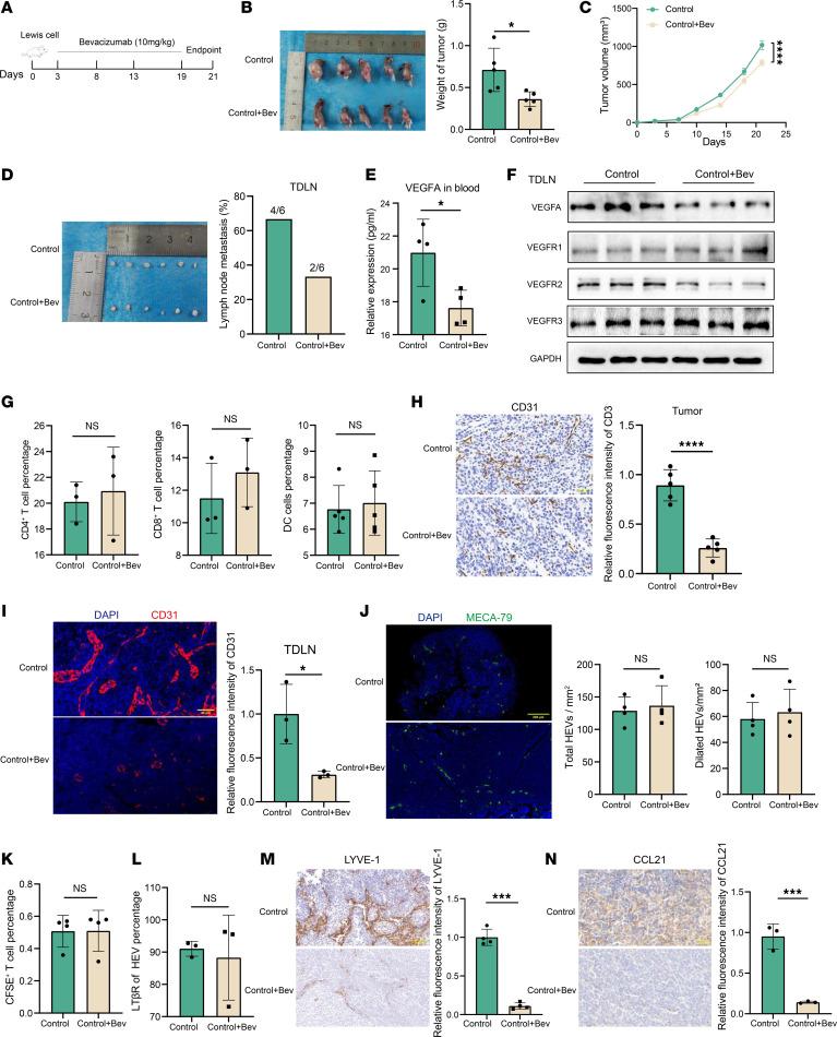 https://cdn.ncbi.nlm.nih.gov/pmc/blobs/0745/12288975/3e8c30b3f689/jciinsight-10-191041-g266.jpg