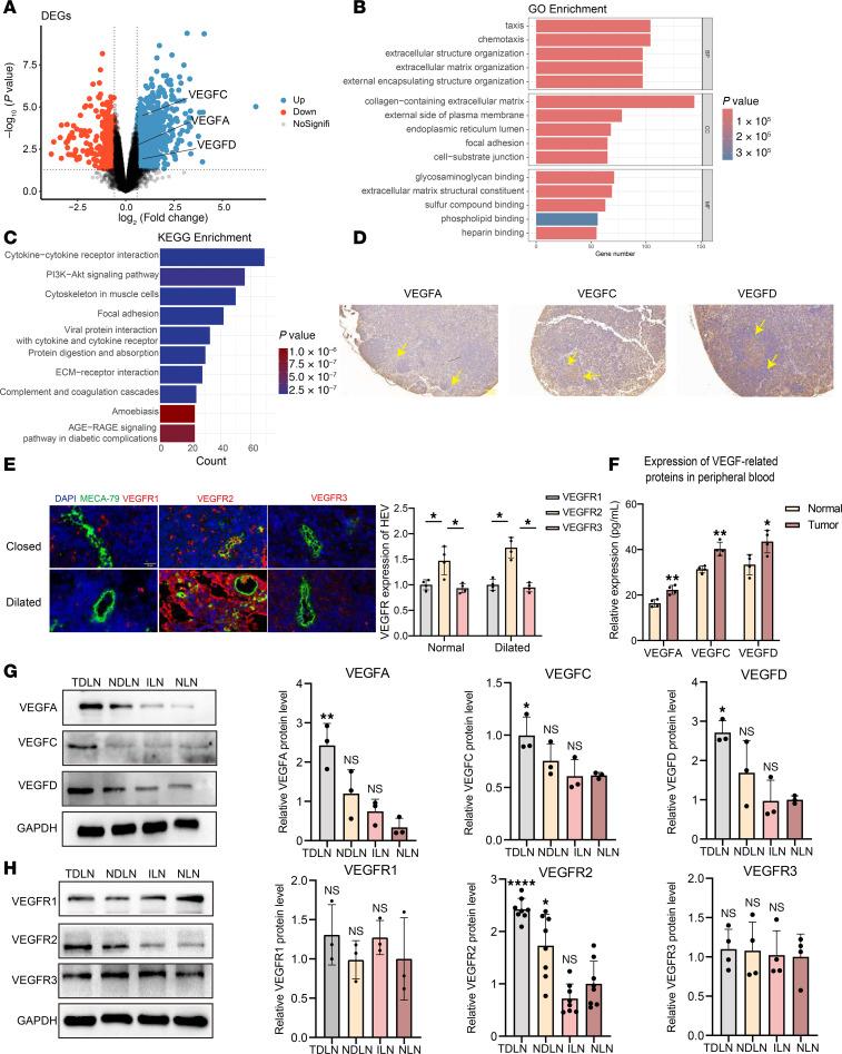https://cdn.ncbi.nlm.nih.gov/pmc/blobs/0745/12288975/8a7d4d85b801/jciinsight-10-191041-g264.jpg