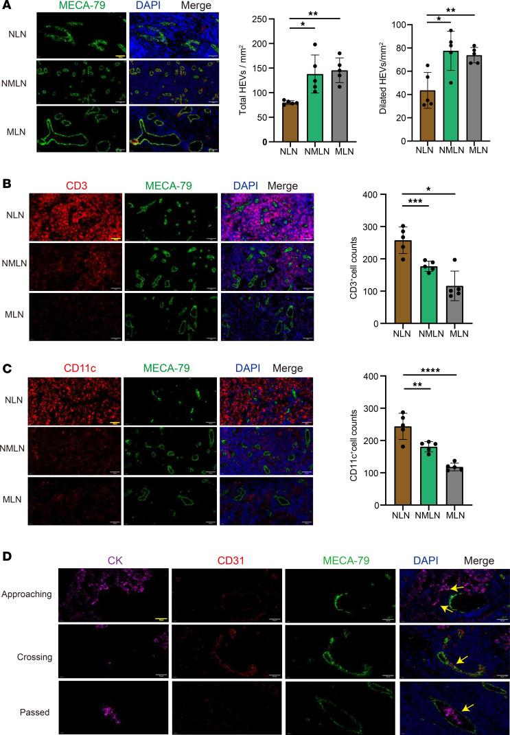 https://cdn.ncbi.nlm.nih.gov/pmc/blobs/0745/12288975/f8eb825e0108/jciinsight-10-191041-g263.jpg