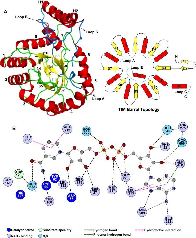 https://cdn.ncbi.nlm.nih.gov/pmc/blobs/0749/9381564/f55eae4dd412/pcac090f2.jpg