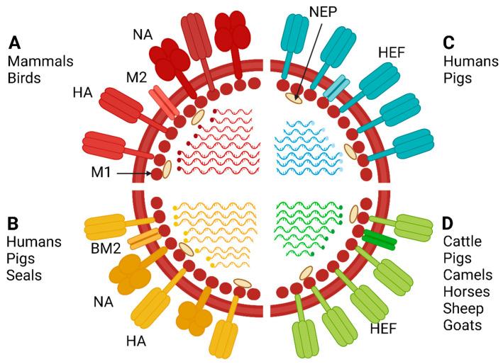 https://cdn.ncbi.nlm.nih.gov/pmc/blobs/074b/10145017/4276b89165c2/viruses-15-00980-g001.jpg