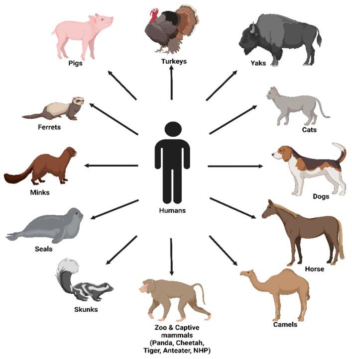 https://cdn.ncbi.nlm.nih.gov/pmc/blobs/074b/10145017/d79ed8068fd1/viruses-15-00980-g004.jpg
