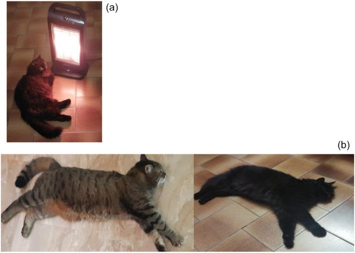https://cdn.ncbi.nlm.nih.gov/pmc/blobs/074e/10500269/59c51e4ce838/EFS2-21-e08213-g001.jpg