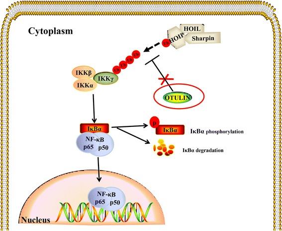 https://cdn.ncbi.nlm.nih.gov/pmc/blobs/0755/5856386/5c73f7ca902c/12974_2018_1117_Fig8_HTML.jpg