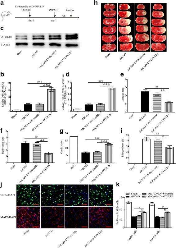 https://cdn.ncbi.nlm.nih.gov/pmc/blobs/0755/5856386/ddc5d58274ce/12974_2018_1117_Fig2_HTML.jpg