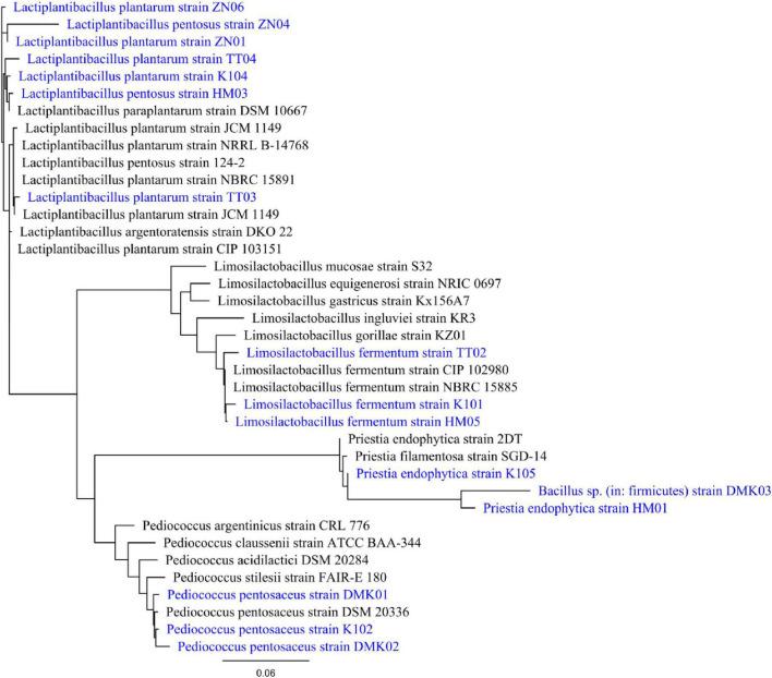 https://cdn.ncbi.nlm.nih.gov/pmc/blobs/0756/12213737/650c268d8861/fmicb-16-1536593-g001.jpg