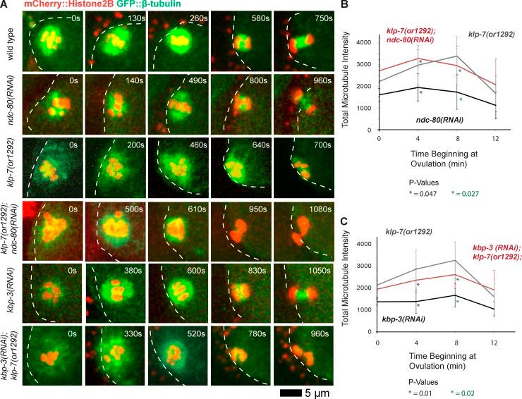 https://cdn.ncbi.nlm.nih.gov/pmc/blobs/0759/4576866/3f7c8f13c564/JCB_201412010_Fig7.jpg