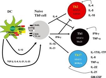 https://cdn.ncbi.nlm.nih.gov/pmc/blobs/075c/7165844/934b21417326/IMR-252-156-g001.jpg