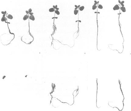 https://cdn.ncbi.nlm.nih.gov/pmc/blobs/075d/1637461/1f803663721e/envhper00480-0019-a.jpg