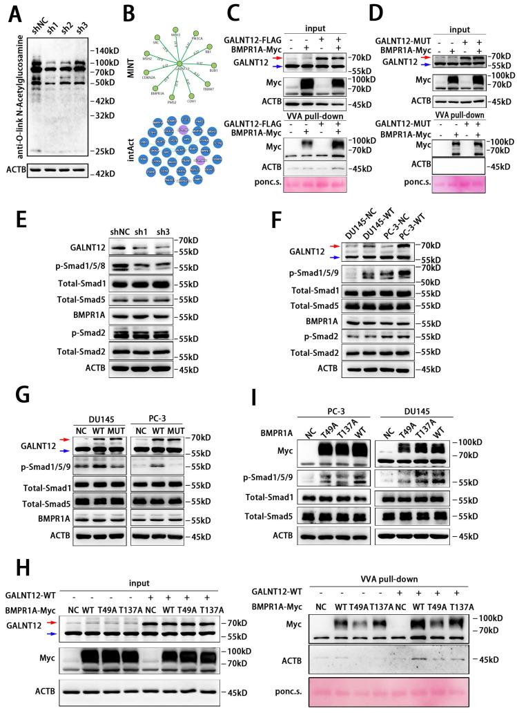https://cdn.ncbi.nlm.nih.gov/pmc/blobs/075f/10878148/432f1d5b80c4/ijbsv20p1297g005.jpg