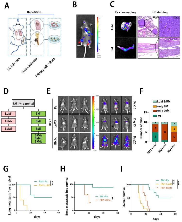 https://cdn.ncbi.nlm.nih.gov/pmc/blobs/075f/10878148/86fe37b3e2e9/ijbsv20p1297g001.jpg