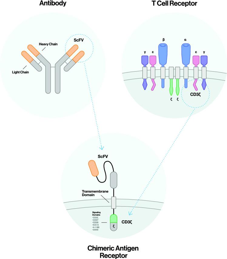 https://cdn.ncbi.nlm.nih.gov/pmc/blobs/0760/10129996/fb785b776fdb/432_2022_4547_Fig1_HTML.jpg