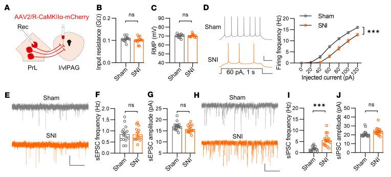 https://cdn.ncbi.nlm.nih.gov/pmc/blobs/0761/10145931/62f75695bae3/jci-133-166356-g111.jpg