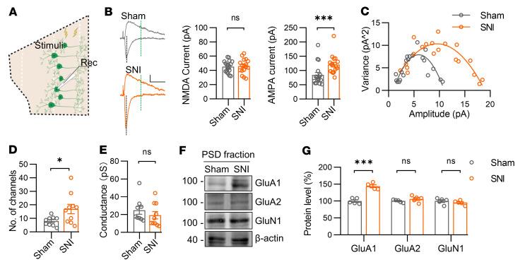 https://cdn.ncbi.nlm.nih.gov/pmc/blobs/0761/10145931/72bec3db97d9/jci-133-166356-g112.jpg
