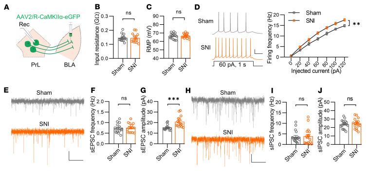 https://cdn.ncbi.nlm.nih.gov/pmc/blobs/0761/10145931/c70923a47c39/jci-133-166356-g110.jpg