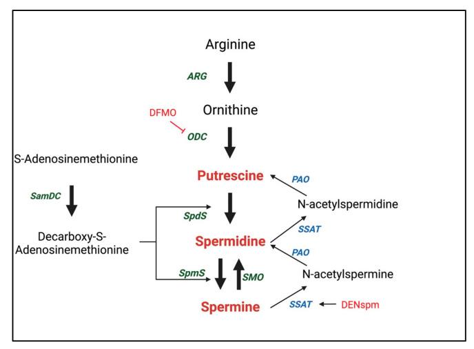 https://cdn.ncbi.nlm.nih.gov/pmc/blobs/0761/9028953/9a8412f9154a/metabolites-12-00344-g001.jpg